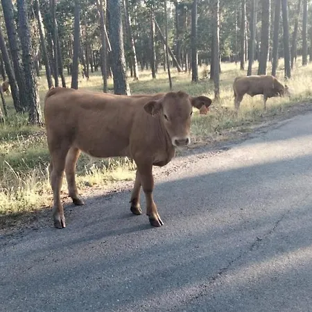 ático Con Chimenea En *