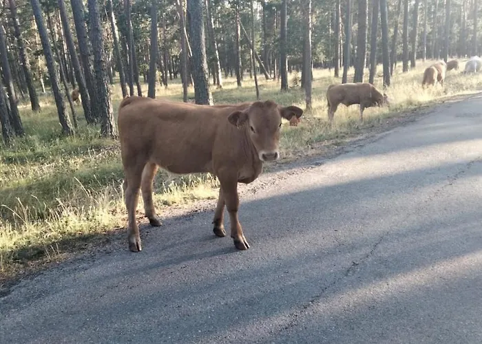 Atico Con Chimenea En *